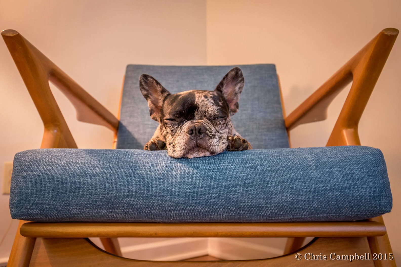 Dc Hillier S Mcm Daily Facebook This Week August 30th 2017 Poul Jensen Z Chair Dogs On Furniture Mcm Best Facebook